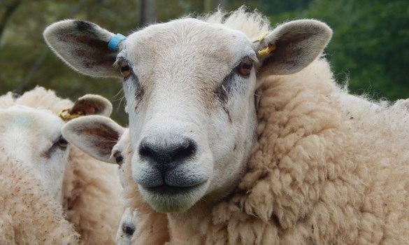 Close up of a sheep facing the camera